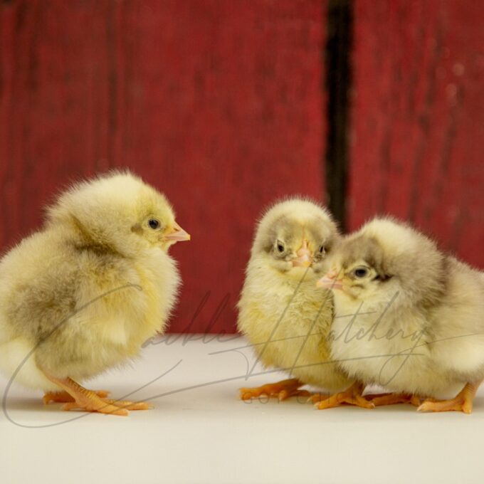 White Rock Chicks