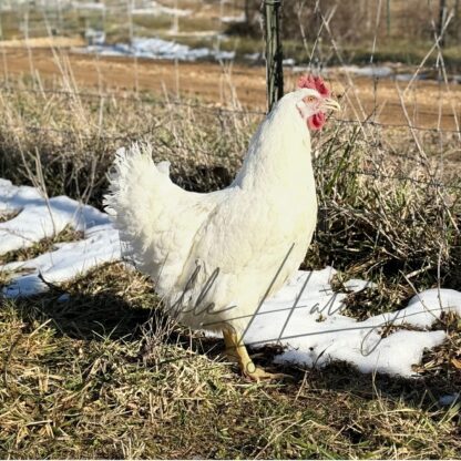 White Plymouth Rock Chicken