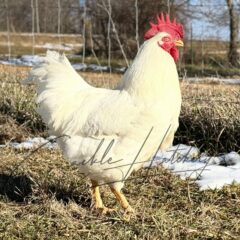 White Plymouth Rock Chicken