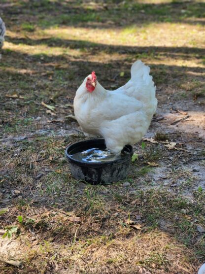 White Plymouth Rock Chicken