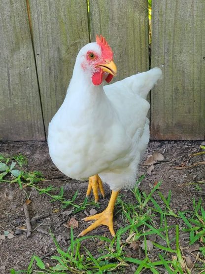 White Plymouth Rock