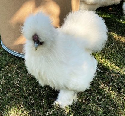 White Silkie