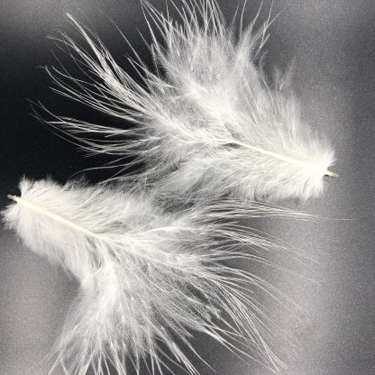 White Silkie Bantam feathers