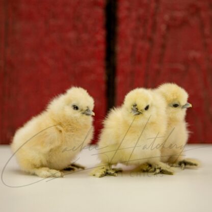 White Silkie Bantam - Image 3