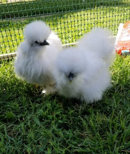 White Silkie Bantam