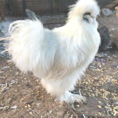 White Silkie Bantam