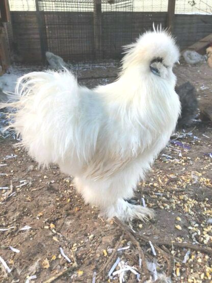 White Silkie Bantam