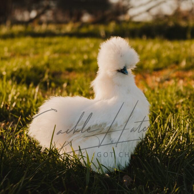White Silkie Bantam - Image 2