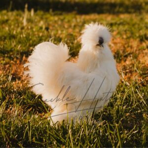 White Silkie Bantam