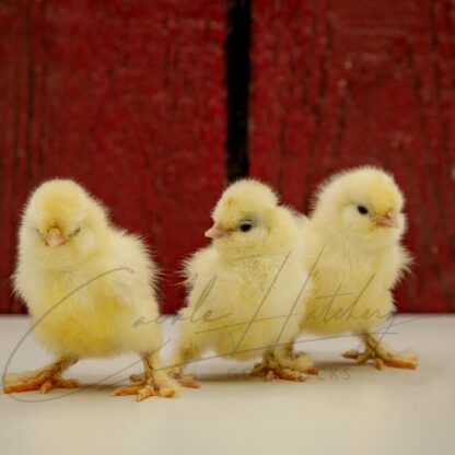 White Sultan Chicken - Image 3