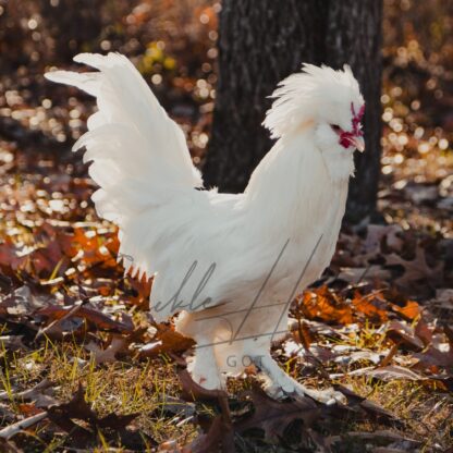 White Sultan Chicken