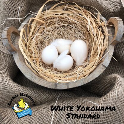 White Yokahoma Eggs
