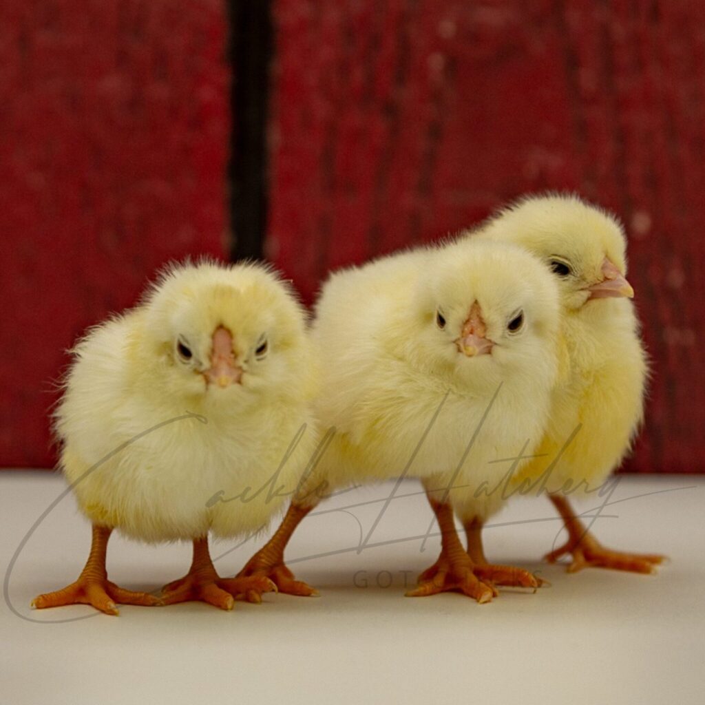White Yokohama - Baby Chicks for Sale Cackle Hatchery®