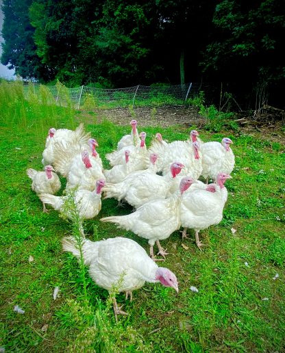 White broad breasted turkey Credit: Ayden Hunsinger