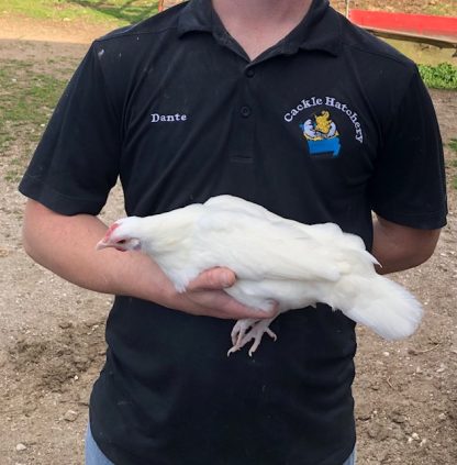 White old English bantam