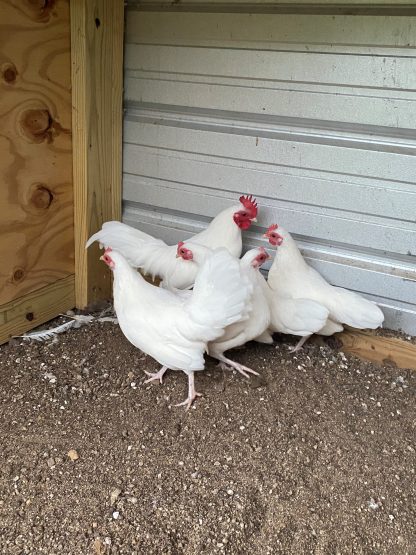 White old english bantam 7 months old