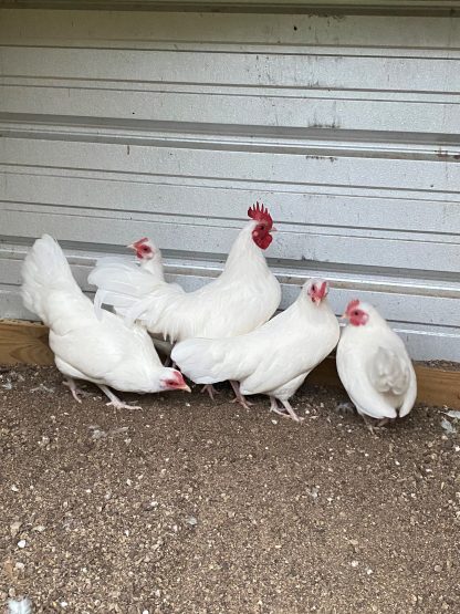 White old english bantam 7 months old