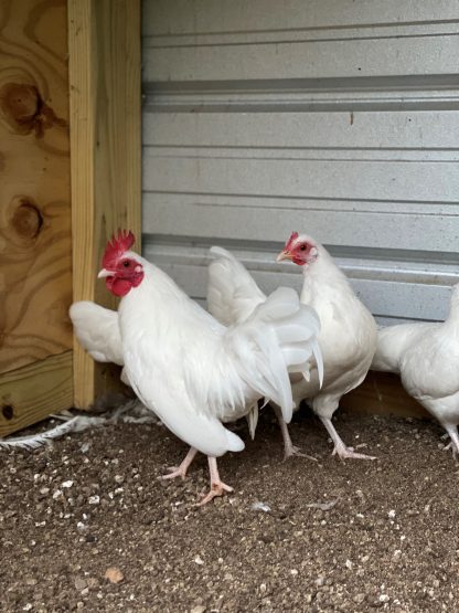 White old english bantam 7 months old