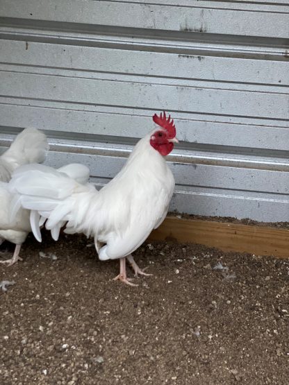 White old english bantam 7 months old