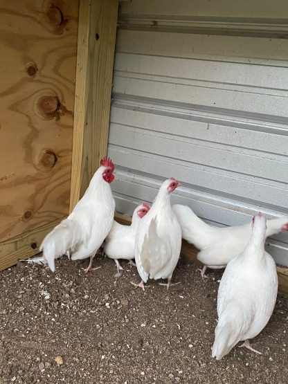 White old english bantam 7 months old