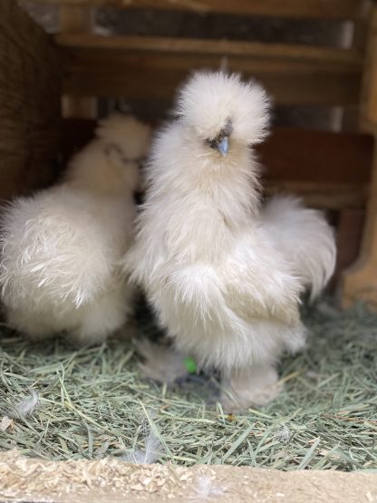 White silkie Credit Cynthia Maurer