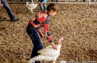 Broad Breasted White Turkey