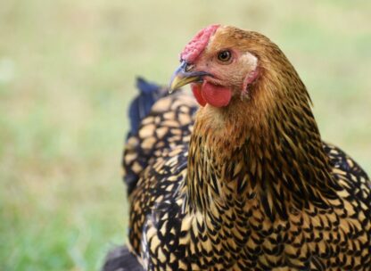 Black Laced Golden Wyandotte Chicken