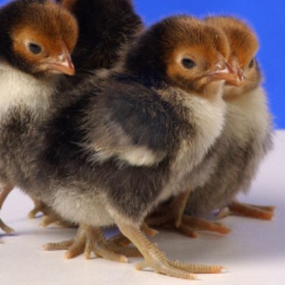 Day old Golden Sebright Bantam chicks