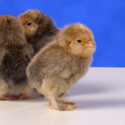 Day Old Mille Fleur D'uccle Chicks