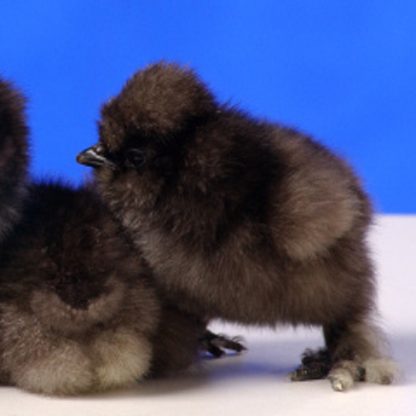 Black Silkie Bantam Chicks