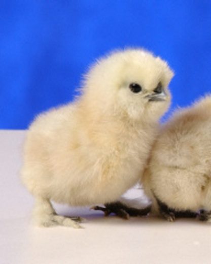 White Silkie Bantam Chicks