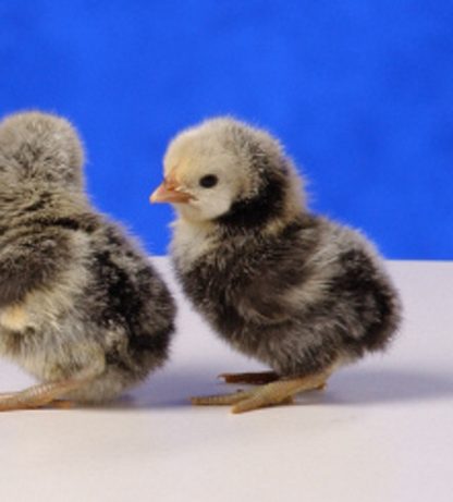 Day old Silver Sebright Bantam Chicks