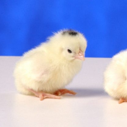 Day Old Mottled Japanese Bantam Chick