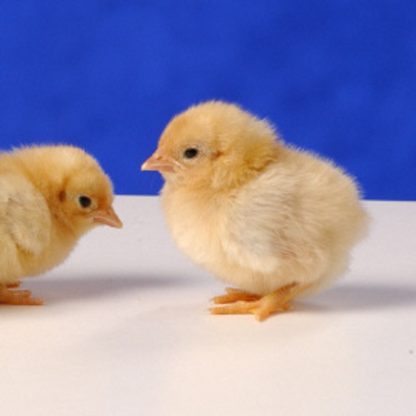 Day Old Black Tailed Buff Japanese Bantam