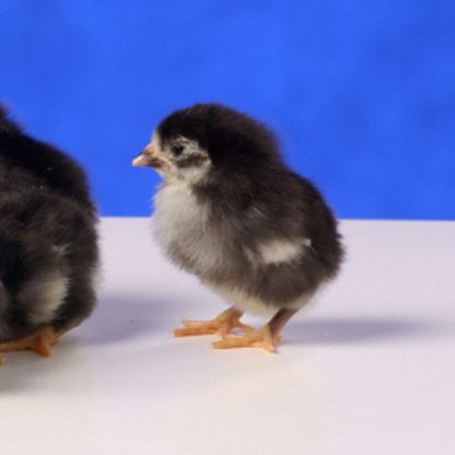 Day Old Gray Japanese Bantam Chicks