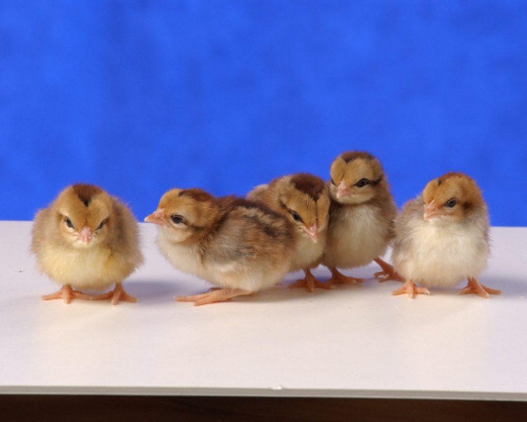 Black Breasted Red Old English Bantams Cackle Hatchery 