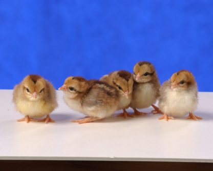 Day old Black Breasted Old English Game Bantam chicks