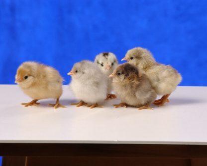 Day old Easter Egg Bantam Chicks