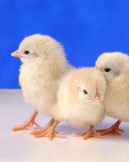 Day Old Wheaten Old English Game Bantam Chicks