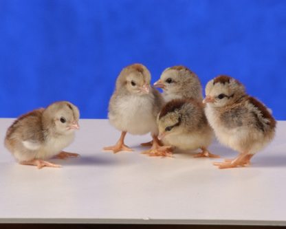 Day Old Silver Duckwing Old English Game Bantam Chicks
