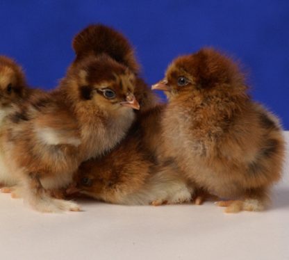 day old Partridge Cochin Bantams