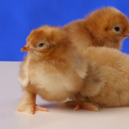 One day old Red Cochin Bantam Chicks