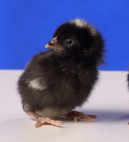 Day old Barred Old English Game Bantam chick