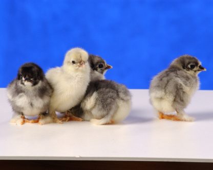 Day Old Blue Cochin Bantam Chicks