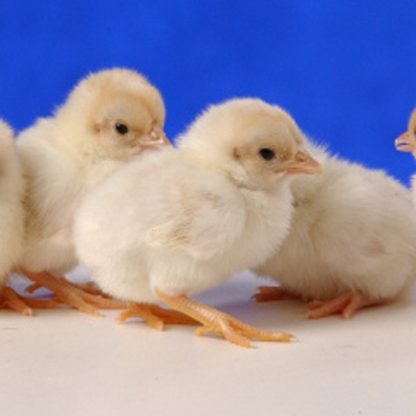 Day Old Red Pyle Old English Game Bantam Chicks