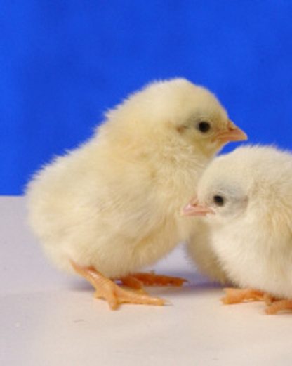 Day Old Black Tailed White Japanese Bantam