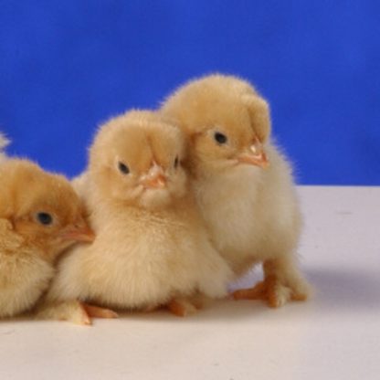 Buff Cochin Bantam Chicks