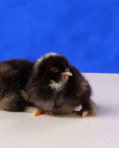 day old Barred Cochin Bantam chicks