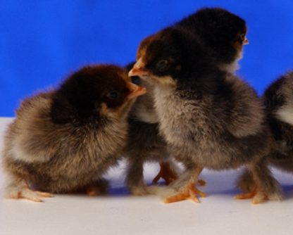 Golden Laced Cochin Bantams Baby Chicks