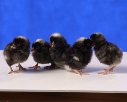 Day old Dominique Bantam chicks